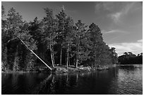 Lakeshore and falling tree, Grassy Bay. Voyageurs National Park ( black and white)