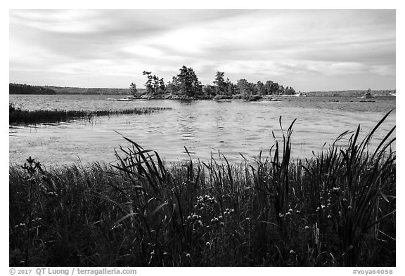 Wildflowers, and islet, Houseboat Island, Sand Point Lake. Voyageurs National Park (black and white)