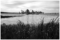 Wildflowers, and islet, Houseboat Island, Sand Point Lake. Voyageurs National Park ( black and white)