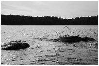 Seagulls on rocks, Namakan Lake. Voyageurs National Park ( black and white)