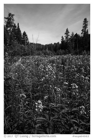 Meadow with summer wildflowers. Voyageurs National Park (black and white)