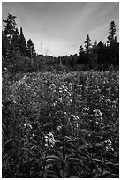Meadow with summer wildflowers. Voyageurs National Park ( black and white)