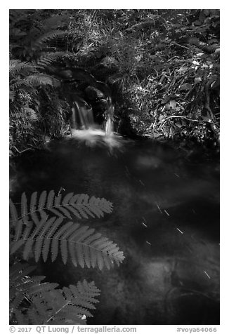 Ferns and cascade. Voyageurs National Park (black and white)
