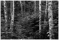 Birch trees in summer. Voyageurs National Park ( black and white)