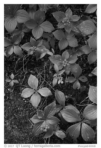 Close-up of red berries and leaves. Voyageurs National Park (black and white)