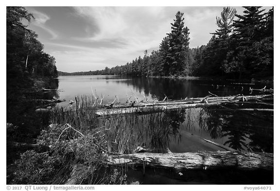 Fallen trees and Beast Lake. Voyageurs National Park (black and white)