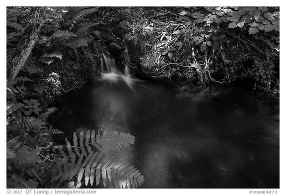 Ferns and stream cascade. Voyageurs National Park (black and white)