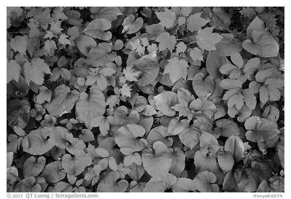 Close up of green undergrowth leaves. Voyageurs National Park (black and white)