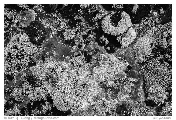 Close-up of lichens. Voyageurs National Park (black and white)