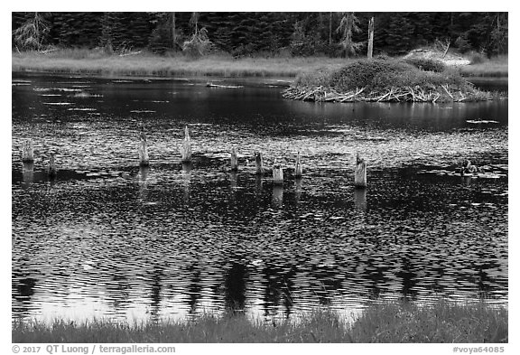 Tree stumps and beaver house. Voyageurs National Park (black and white)