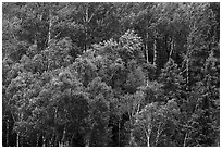 Birch grove on hillside. Voyageurs National Park ( black and white)