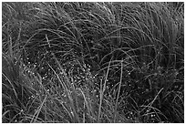 Tall grasses and wildflowers. Voyageurs National Park ( black and white)