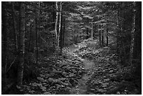 Trail in forest. Voyageurs National Park ( black and white)