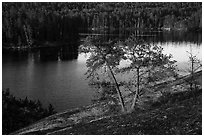 Two pine trees above Anderson Bay. Voyageurs National Park ( black and white)