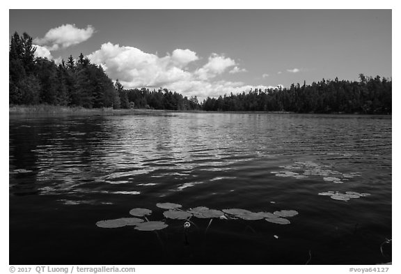 Water lilly in bloom, Big Island. Voyageurs National Park (black and white)