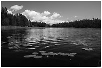 Water lilly in bloom, Big Island. Voyageurs National Park ( black and white)