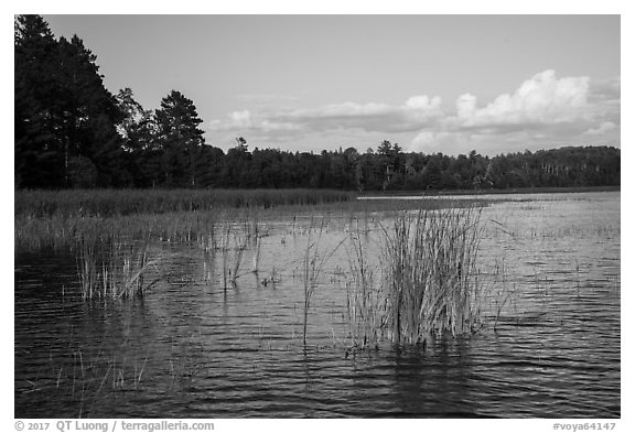 Northwest Bay, Crane Lake. Voyageurs National Park (black and white)