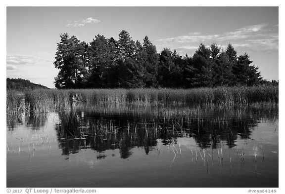 Trees, grasses, and reflections, Northwest Bay, Crane Lake. Voyageurs National Park (black and white)