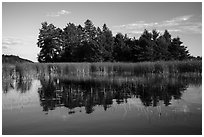 Trees, grasses, and reflections, Northwest Bay, Crane Lake. Voyageurs National Park ( black and white)