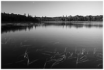 Water grasses and reflections, Northwest Bay, Crane Lake. Voyageurs National Park ( black and white)