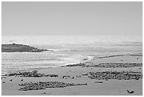 Point Bennett, mid-day, San Miguel Island. Channel Islands National Park, California, USA. (black and white)