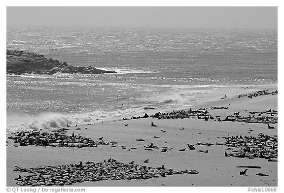 Point Bennett and pinniped colonies, mid-day, San Miguel Island. Channel Islands National Park (black and white)