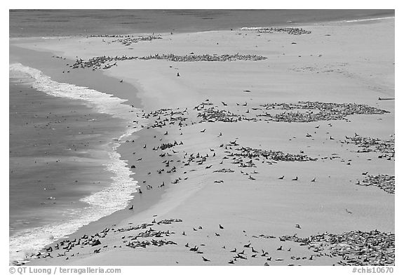 Sea lions and seals on  beach, Point Bennett, San Miguel Island. Channel Islands National Park (black and white)