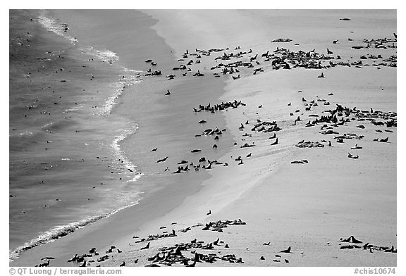 Seals and sea lions hauled out on  beach, San Miguel Island. Channel Islands National Park (black and white)