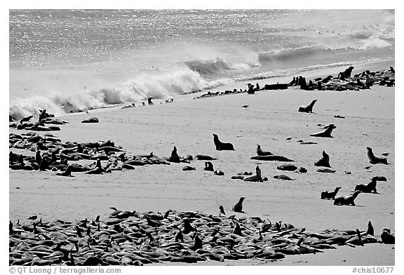 Sea lions and seals hauled out on beach, Point Bennett, San Miguel Island. Channel Islands National Park (black and white)
