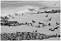 Sea lions and seals hauled out on beach, Point Bennett, San Miguel Island. Channel Islands National Park ( black and white)