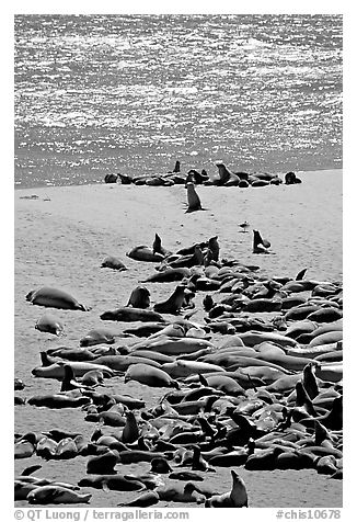 Northern fur Seal and California sea lion rookery, Point Bennet, San Miguel Island. Channel Islands National Park (black and white)