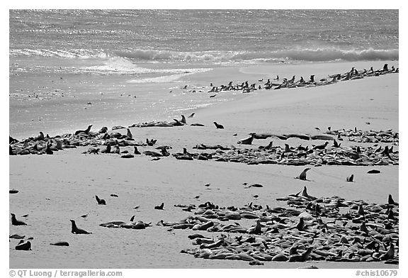 Beach with a large number of sea lions and seals, Point Bennett, San Miguel Island. Channel Islands National Park (black and white)