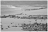 Beach with a large number of sea lions and seals, Point Bennett, San Miguel Island. Channel Islands National Park, California, USA. (black and white)