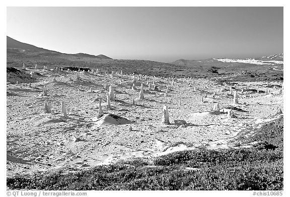 Stone castings of ancient trees, San Miguel Island. Channel Islands National Park (black and white)