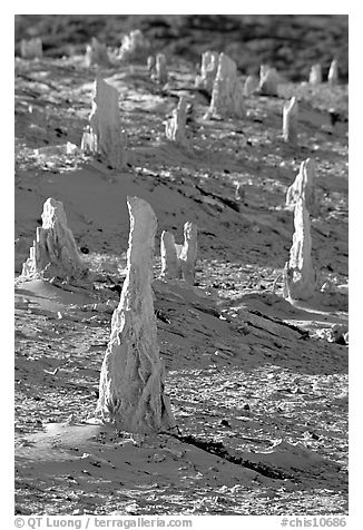 Mineral sand castings of petrified trees, San Miguel Island. Channel Islands National Park (black and white)