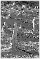 Mineral sand castings of petrified trees, San Miguel Island. Channel Islands National Park, California, USA. (black and white)