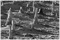 Petrified stumps of caliche, San Miguel Island. Channel Islands National Park, California, USA. (black and white)