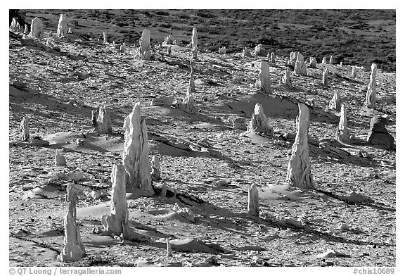 Caliche forest of petrified sand castings, San Miguel Island. Channel Islands National Park (black and white)