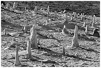 Caliche forest of petrified sand castings, San Miguel Island. Channel Islands National Park ( black and white)