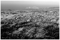 Grasses and Prince Island, San Miguel Island. Channel Islands National Park, California, USA. (black and white)