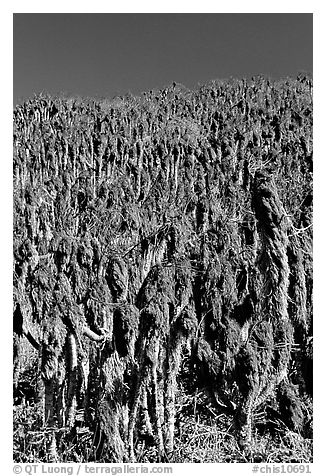 Hillside with giant coreopsis stumps, San Miguel Island. Channel Islands National Park (black and white)