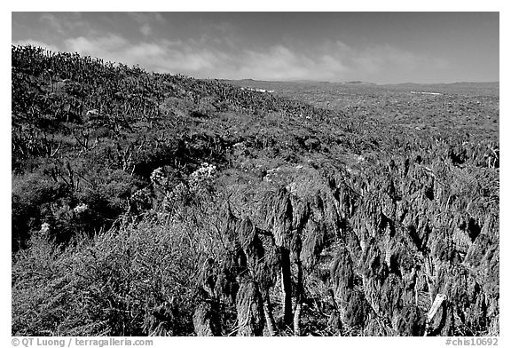 Giant Coreopsis stumps , San Miguel Island. Channel Islands National Park (black and white)