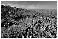 Giant Coreopsis stumps , San Miguel Island. Channel Islands National Park, California, USA. (black and white)