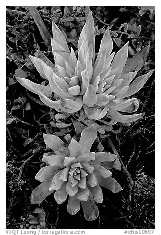 Live forever (Dudleya) plants, San Miguel Island. Channel Islands National Park (black and white)