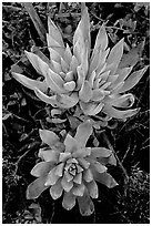 Live forever (Dudleya) plants, San Miguel Island. Channel Islands National Park ( black and white)