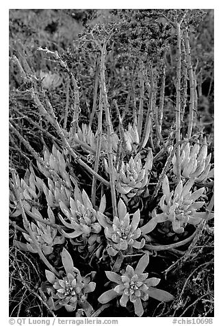 Sand Lettuce (Dudleya caespitosa) plants, San Miguel Island. Channel Islands National Park (black and white)