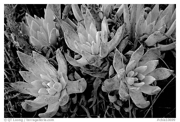 Sand Lettuce stonecrop plant, San Miguel Island. Channel Islands National Park (black and white)
