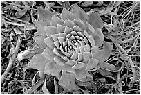 Dudleya succulent, San Miguel Island. Channel Islands National Park ( black and white)