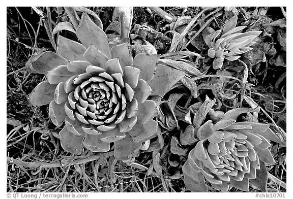 Stonecrop plants (Dudleya), San Miguel Island. Channel Islands National Park (black and white)