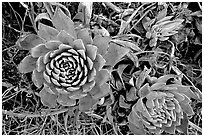 Stonecrop plants (Dudleya), San Miguel Island. Channel Islands National Park, California, USA. (black and white)